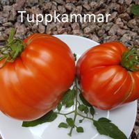 Tuppkammar röda - Grebeshki  